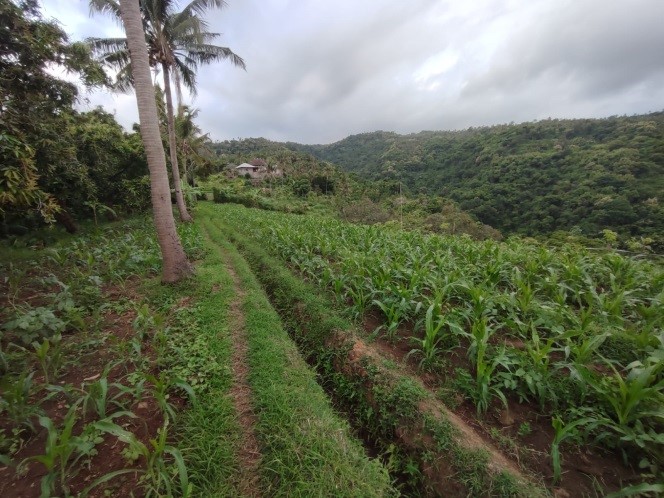 Prime Investment Opportunity: Large Tract of Land for Sale in Lovina, Bali