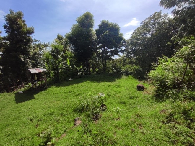 Rare Opportunity: Expansive Land Parcel for Sale in Lovina, Bali